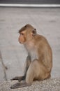 Side profile of rhesus monkey
