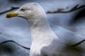 Side profile of a seagull with sharp yellow beak and intense gaze Royalty Free Stock Photo