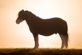 Shetland pony in smokey setting