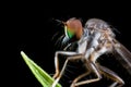 Side profile shot of a robber fly Royalty Free Stock Photo