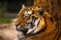 Side profile of a Siberian Tiger, closeup