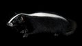 Black Skunk with White Stripe on Black Background Royalty Free Stock Photo