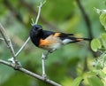 Closeup of American Redstart Setophaga ruticilla,Ontario