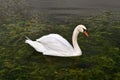 Side profile of a swan