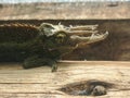 Side profile of three-horned chameleon