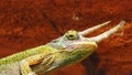 Side profile of three-horned chameleon