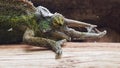 Side profile of three-horned chameleon