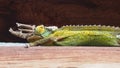 Side profile of three-horned chameleon