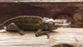 Side profile of three-horned chameleon