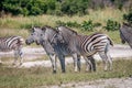 Side profile of three Zebras in Chobe.