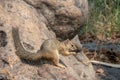 Side profile of a tree squirrel sitting in a natural hole of a tree trunk while eating a seed