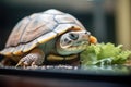 side profile of a turtle eating a leaf in a terrarium Royalty Free Stock Photo