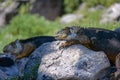 Side profile of two adult yellow land iguanas, iguana terrestre on a rock at South Plaza Island, Galapagos, Ecuador. Background Royalty Free Stock Photo