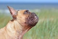 Side profile view of a brown French Bulldog dog wth teeth sticking out Royalty Free Stock Photo