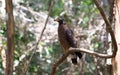 Side profile view of a Serpent eagle perching on a tree branch Royalty Free Stock Photo
