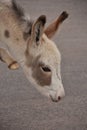 Side Profile of a White Baby Burro with Gray Spots