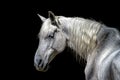 Side profile of a white horse