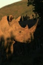 Side profile of a white rhino Royalty Free Stock Photo