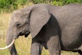 Side profile of a wild African elephant in the Masai Mara in Kenya Royalty Free Stock Photo