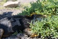 Side profile of a yellow adult land iguana, iguana terrestre between green cactus plants at South Plaza Island, Galapagos, Ecuador Royalty Free Stock Photo