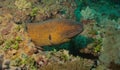 Side-profile of yellow-edged moray eel peeking cautiously from crevice in coral reef in watamu marine park, kenya