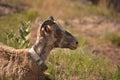 Side Profile of a Young Bighorn Sheep Resting Royalty Free Stock Photo