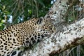 Side profile of a young jaguar - Panthera onca - lying in a tree. Location: Porto Jofre, Pantanal, Brazil