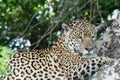 Side profile of a young jaguar - Panthera onca - lying in a tree, looking down. Location: Porto Jofre, Pantanal, Brazil