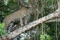 Side profile of a young jaguar - Panthera onca - standing on a the branch of a tree. Location: Porto Jofre, Pantanal, Brazil