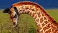 Side profile of a young rothchild`s giraffe looking down Royalty Free Stock Photo