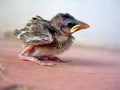 Young sparrow chick