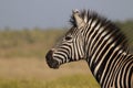 Side Profile Zebra in front of Savanna Royalty Free Stock Photo