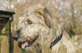 Side profle of the head of a Irish Wolf Hound dog Royalty Free Stock Photo