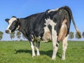 Side rear view of a cow with full udder, rope around her neck, standing on a pasture.