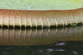 Side of the Santa Cruz waterlily leaf with reflection