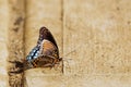 Side selective focus of a Hackberry emperor on the ground with blurred background