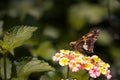 Side selective focus of a silver-spotted skipper standing on the yellow and pink West Indian Lantana