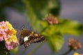 Side selective focus of a silver-spotted skipper standing on the yellow and pink West Indian Lantana