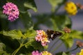 Side selective focus of a silver-spotted skipper standing on the yellow and pink West Indian Lantana