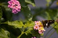 Side selective focus of a silver-spotted skipper standing on the yellow and pink West Indian Lantana