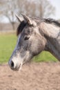 Side shot of a beautiful young warm-blood horse. He is listening with his ears perked up. Beautiful grey color