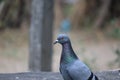 Side shot of desert pigeon on rock Royalty Free Stock Photo