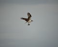 Side shot of an Osprey flying in the sky and holding a fish with talons Royalty Free Stock Photo