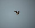 Side shot of an Osprey flying in the sky and holding a fish with talons Royalty Free Stock Photo