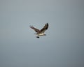 Side shot of an Osprey flying in the sky and holding a fish with talons Royalty Free Stock Photo
