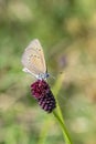 Side shot of an silver studded blue Plebejus argus butterfly on a red flower Royalty Free Stock Photo