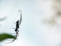 Side on silhouette of a large Golden Orb-weaver spider on a web Royalty Free Stock Photo