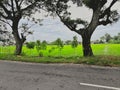 On the side of street with two big trees and plants and Green fields rice field on the side of street with clouds and sky view Royalty Free Stock Photo