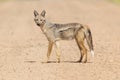 Side Striped Jackal