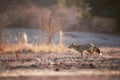 Side Striped Jackal, Canis adustus, african dog-like carnivore, running over backlit evening savanna against blurred forest in